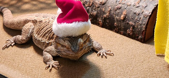 Meet local pet Drayko a chill Bearded Dragon who loves to spend